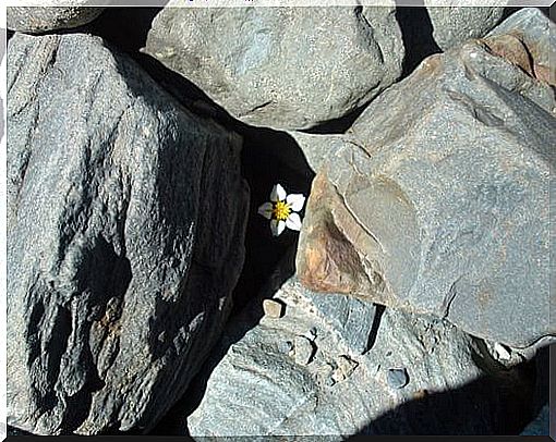 Flower between Rocks