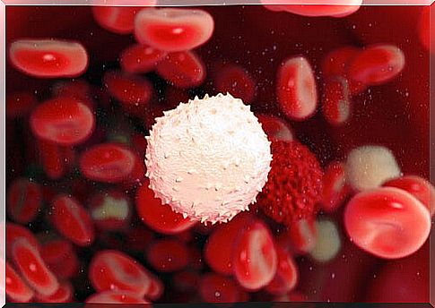 White blood cell between the red blood cells