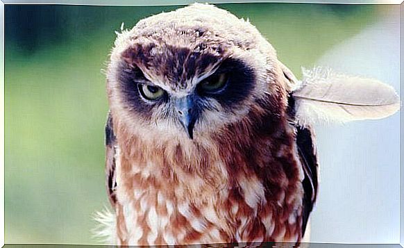 Angry owl who doesn't bottle up his negative emotions