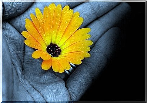 Yellow flower in hand
