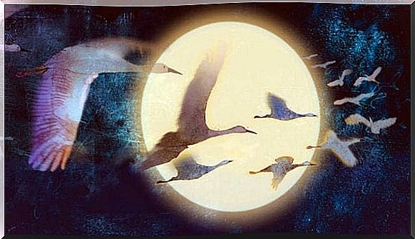 Birds fly by the moon