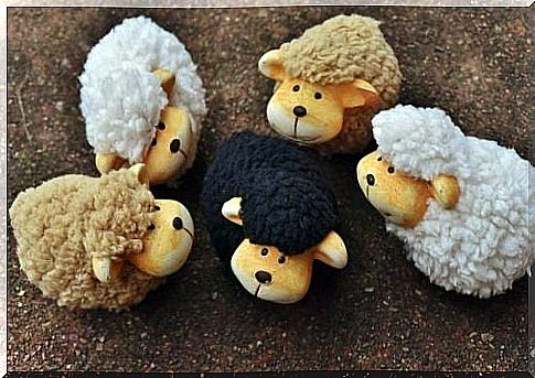 Five sheep with a black sheep